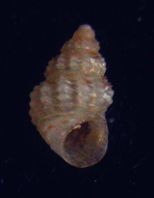 alvania fractospira